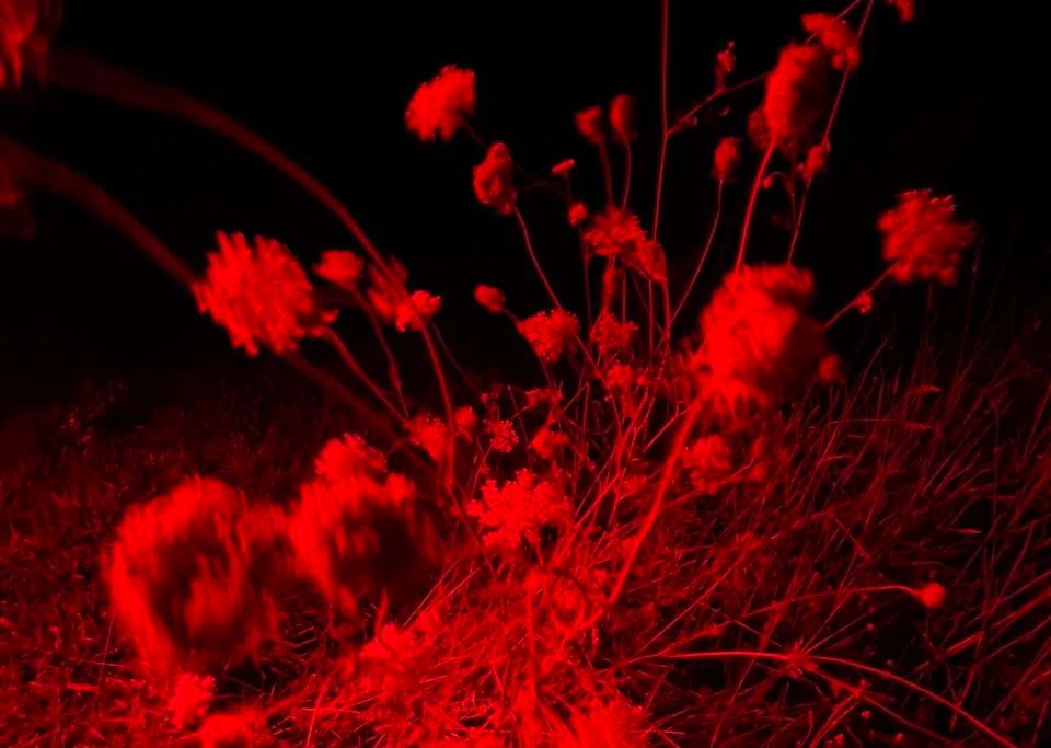 Miscellany Garden