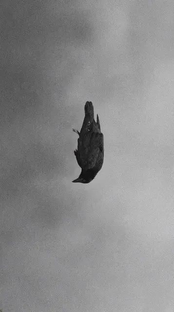 Opening: Omen | Gabriel Lester
