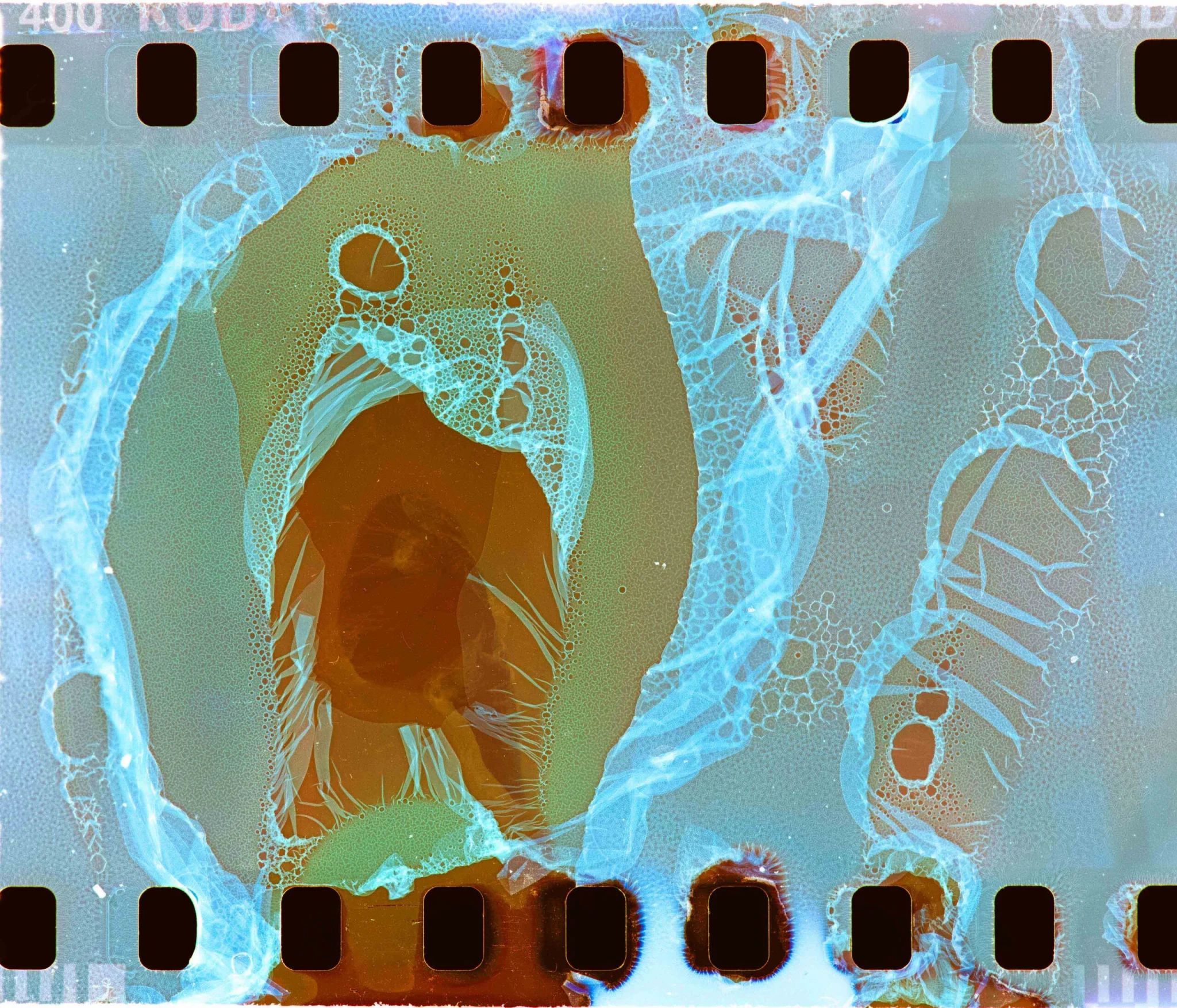 Memories in Cellulose