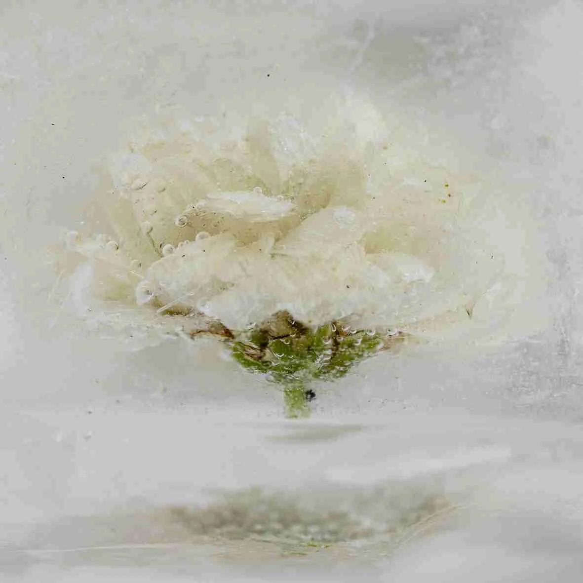 Work by Martine Goulmy